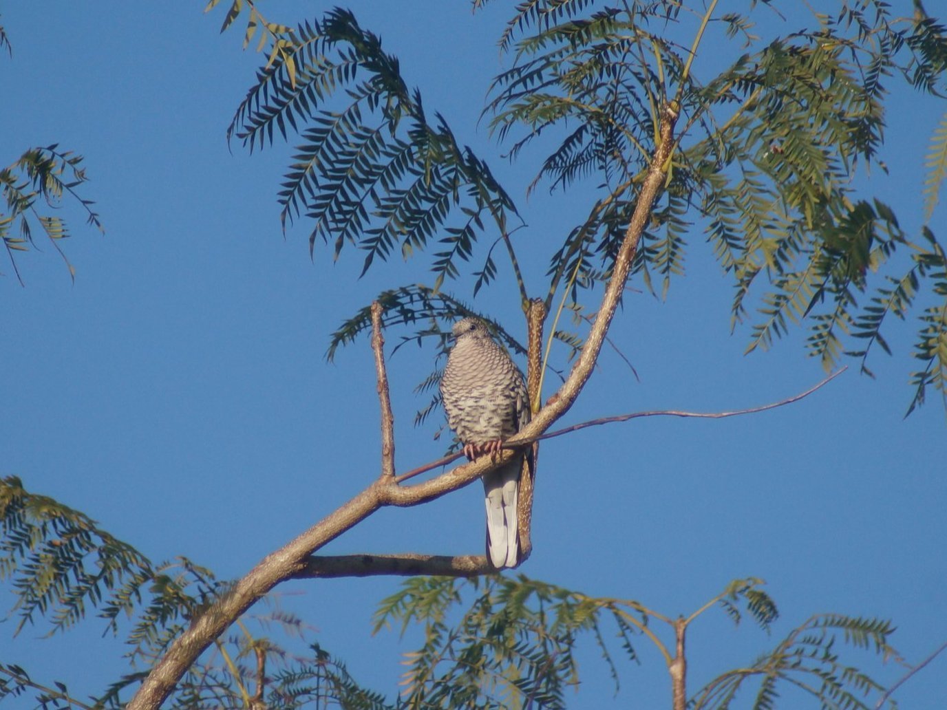 Fotografia de Rolinha-fogo-apagou
