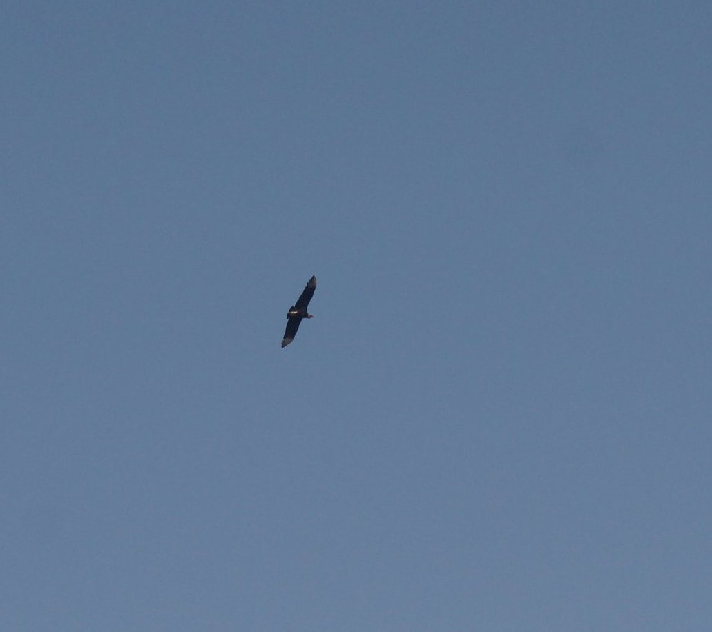 Fotografia de Urubu-preto