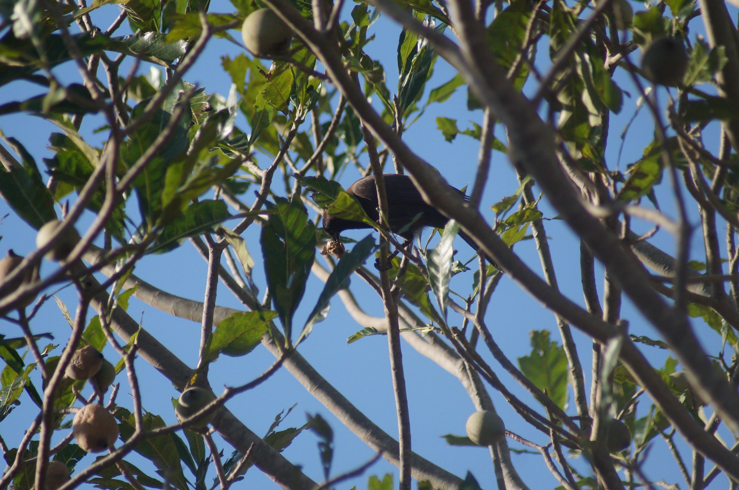 Fotografia de Gralha-do-pantanal