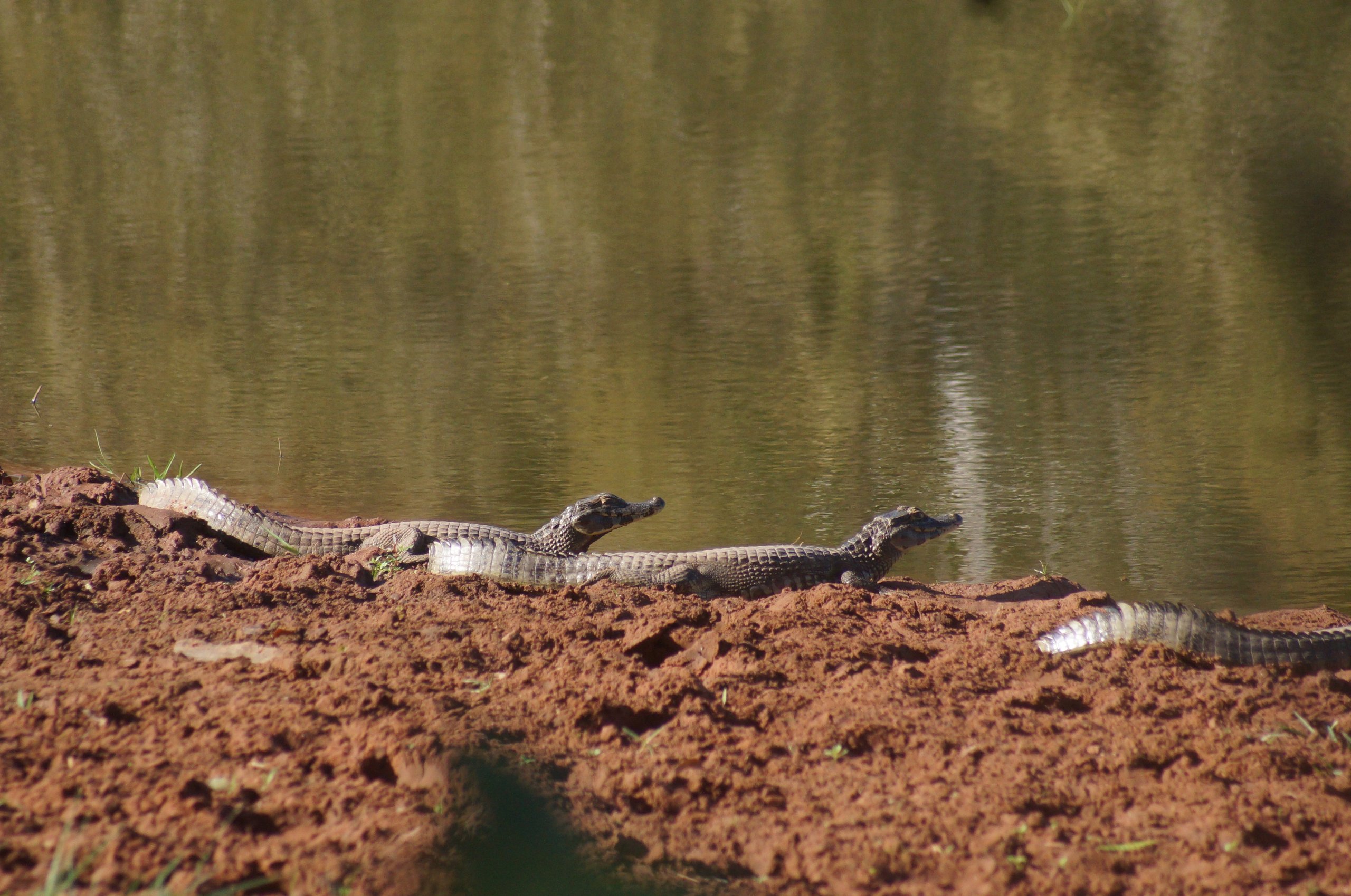 Fotografia de Jacaré-do-pantanal