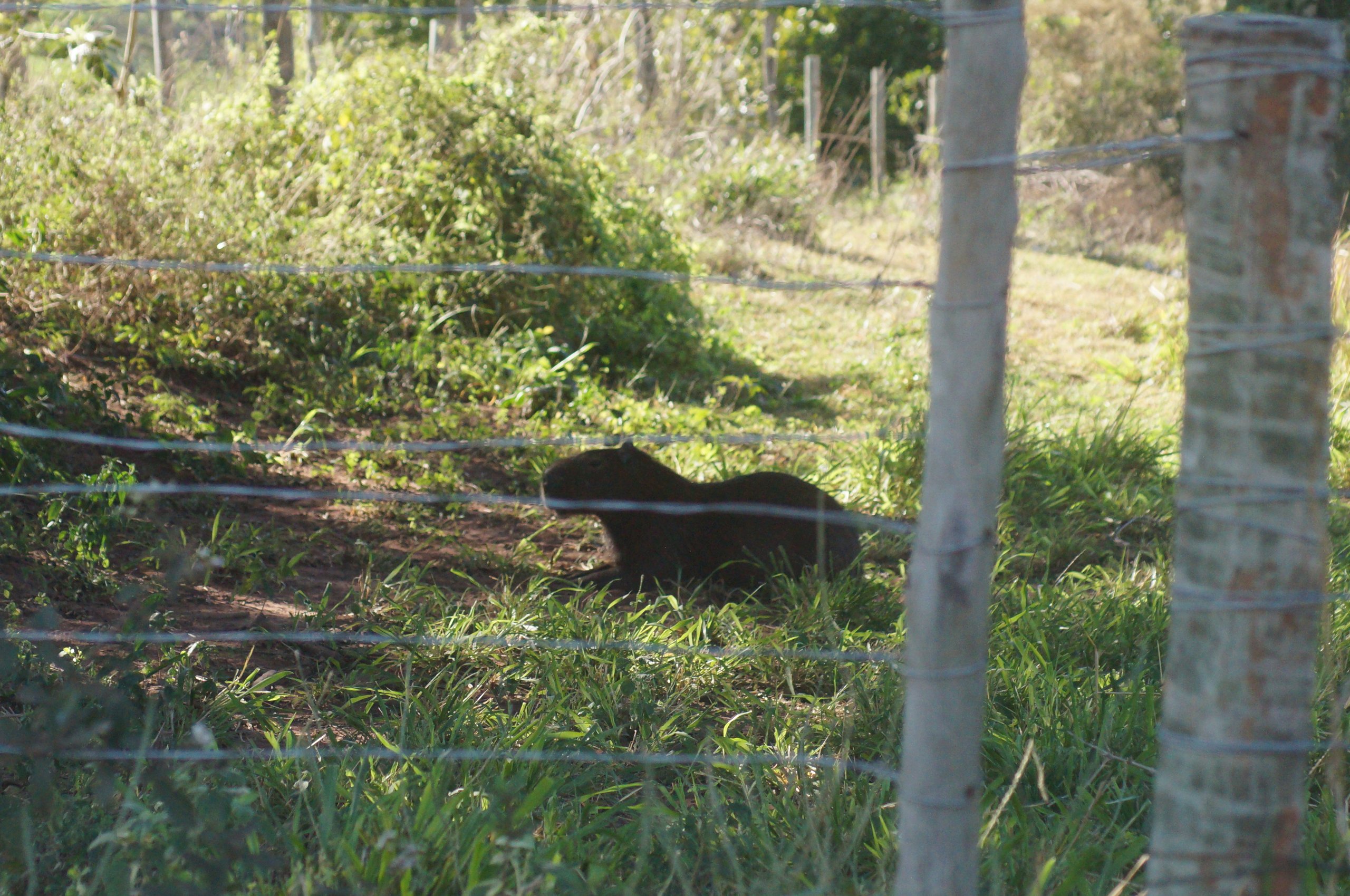 Fotografia de Capivaras