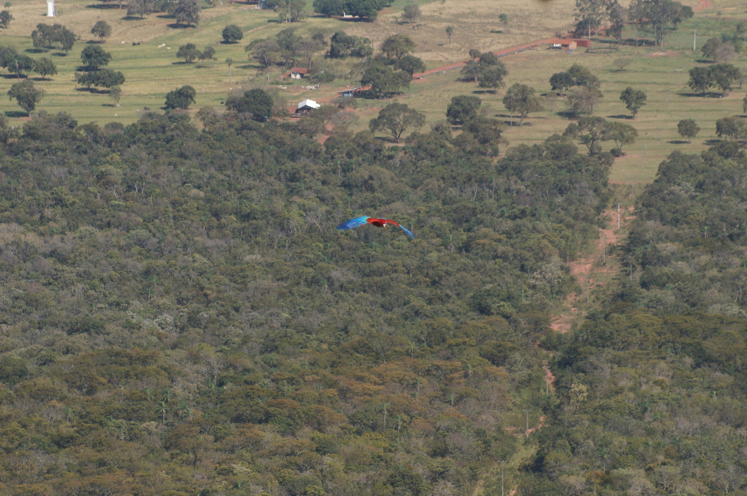 Fotografia de Arara-vermelha