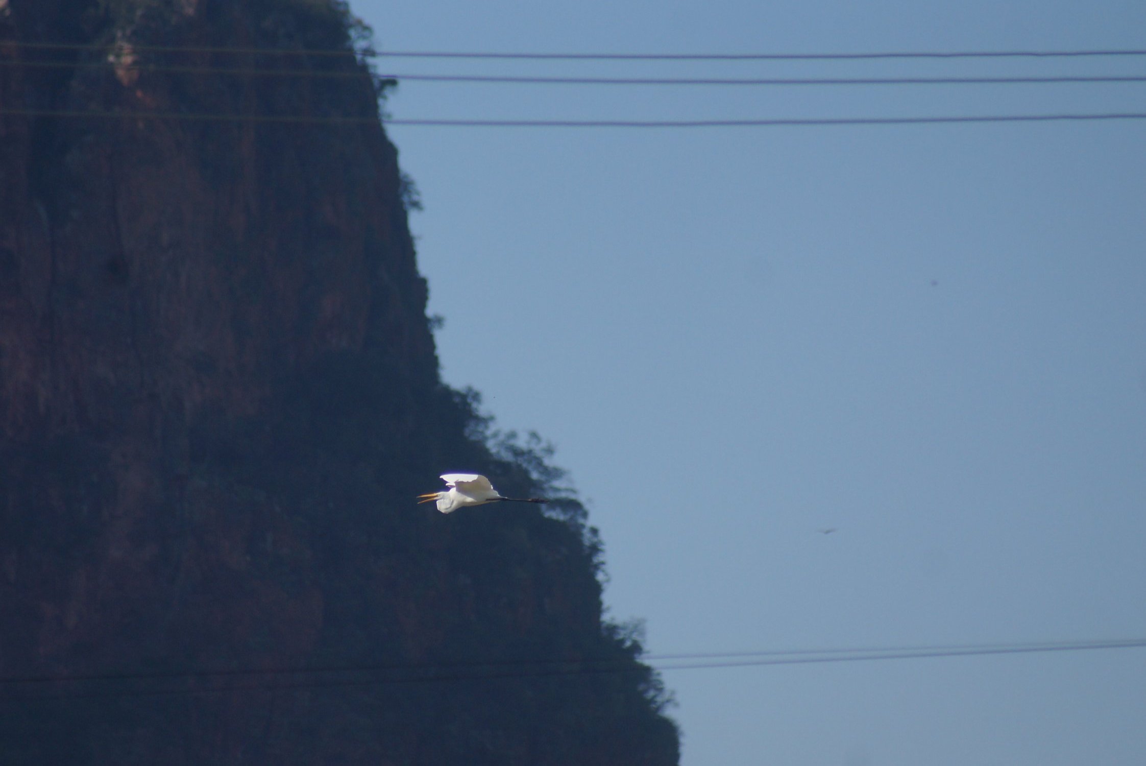 Fotografia de Garça-branca-grande