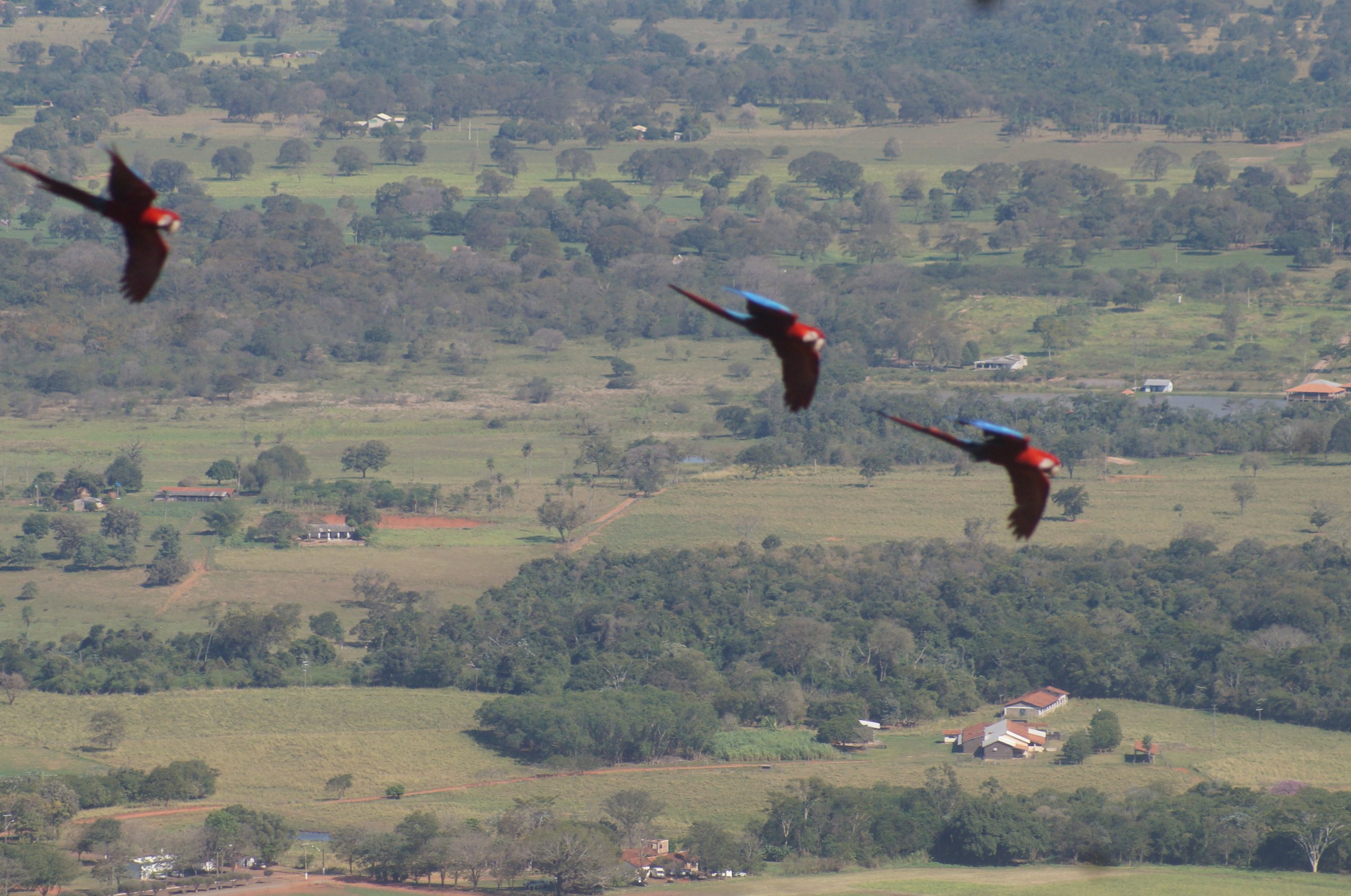 Fotografia da expedição Big Day das Araras-Azuis: 01 de Agosto de 2026