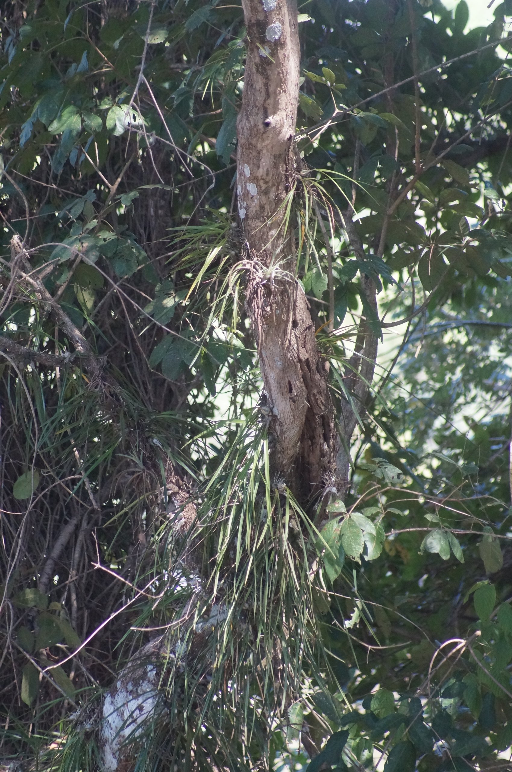 Fotografia de Orquídea da ponte de piraputanga