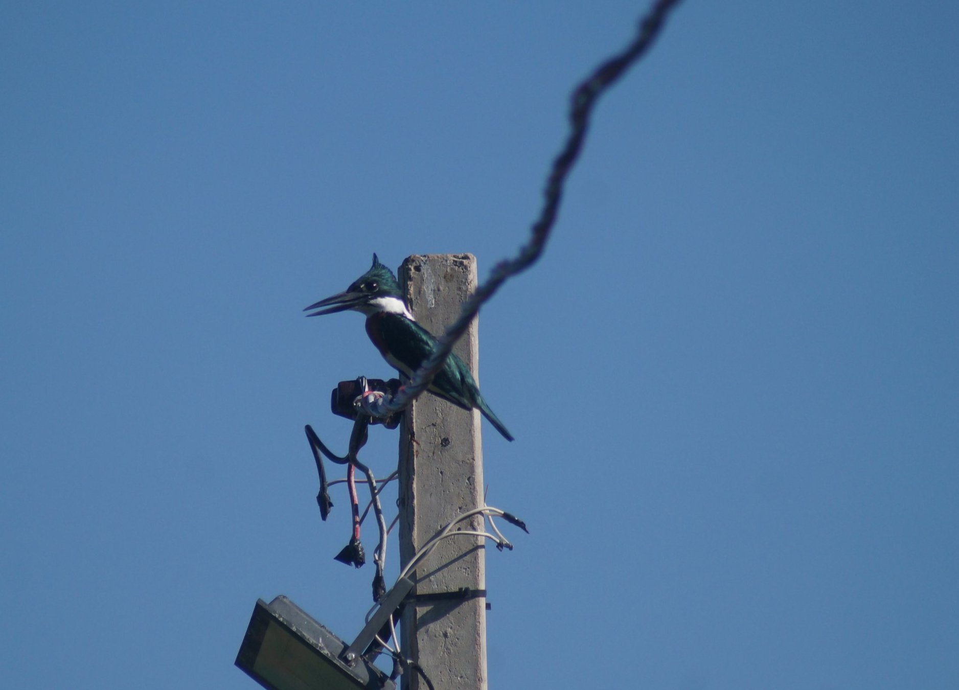 Fotografia de Martim-pescador-verde