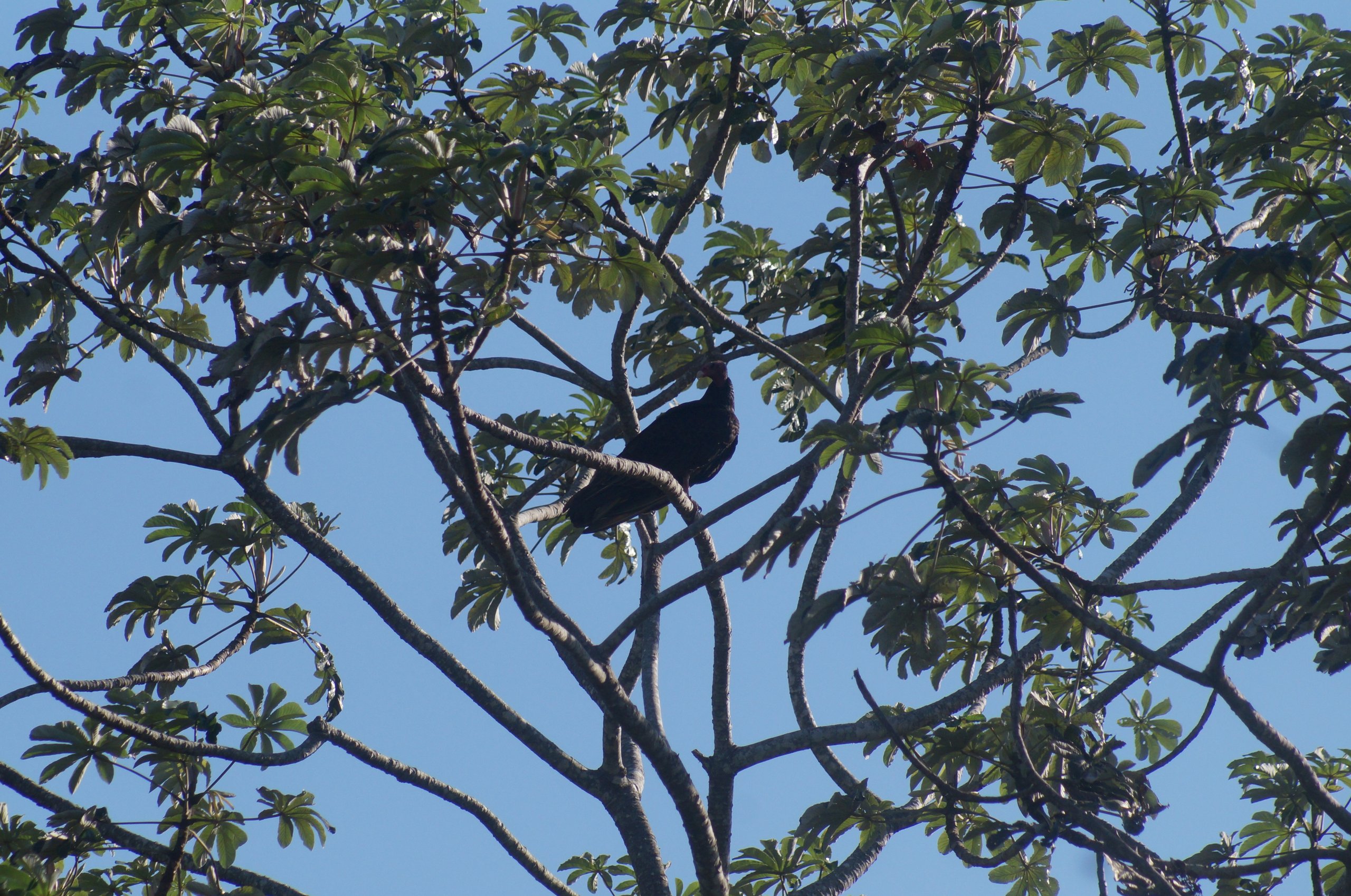 Fotografia de Urubu-de-cabeça-vermelha