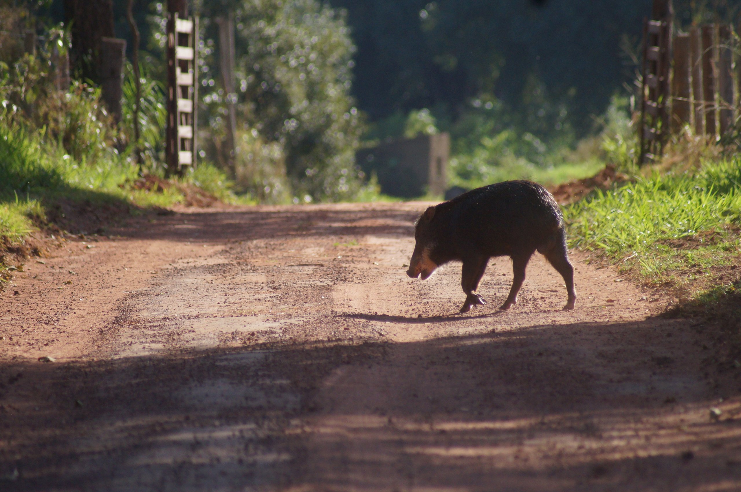 Fotografia da expedição Big Day das Araras-Azuis: 01 de Agosto de 2026