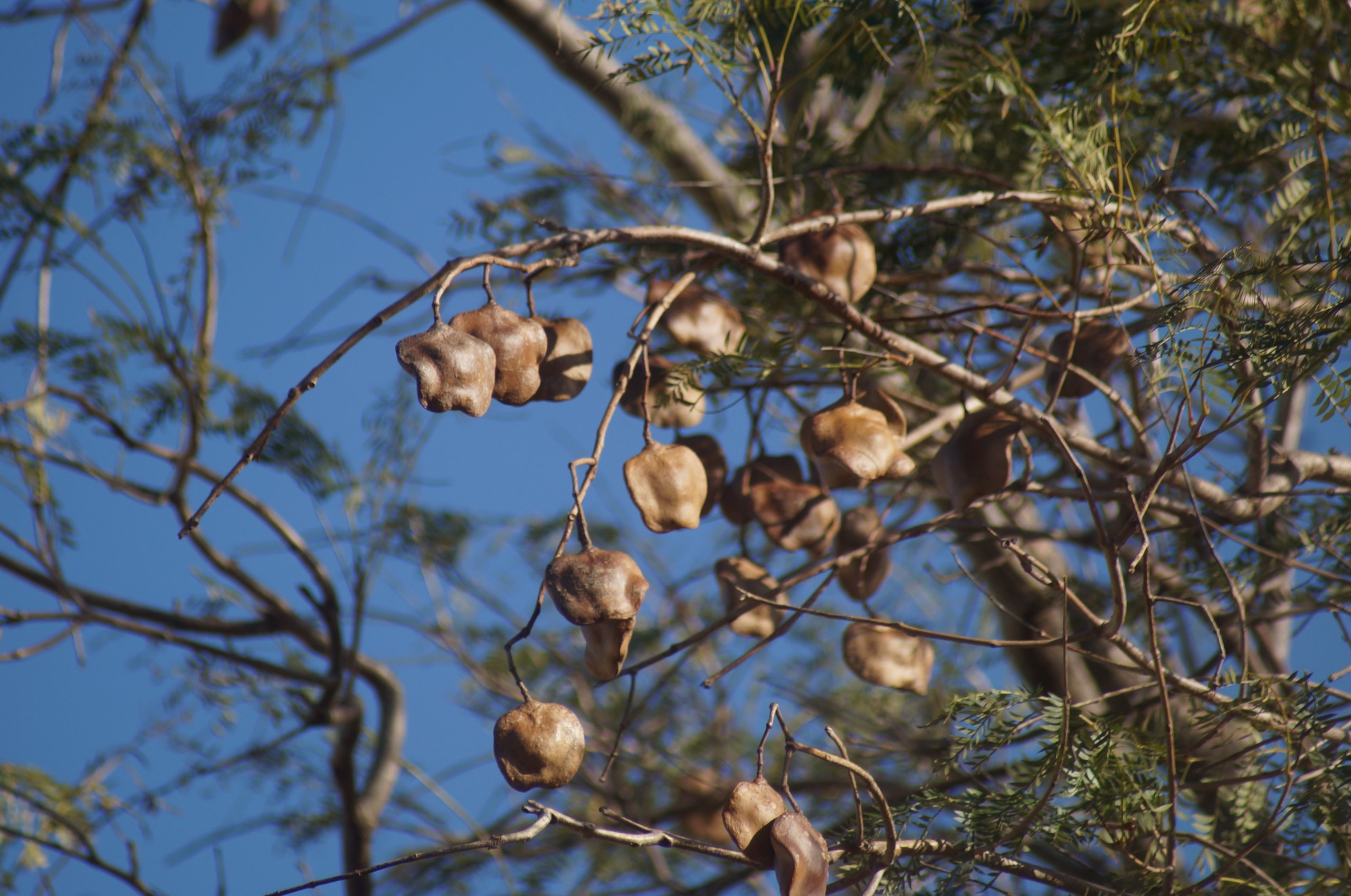 Fotografia de Jacarandá-mimoso