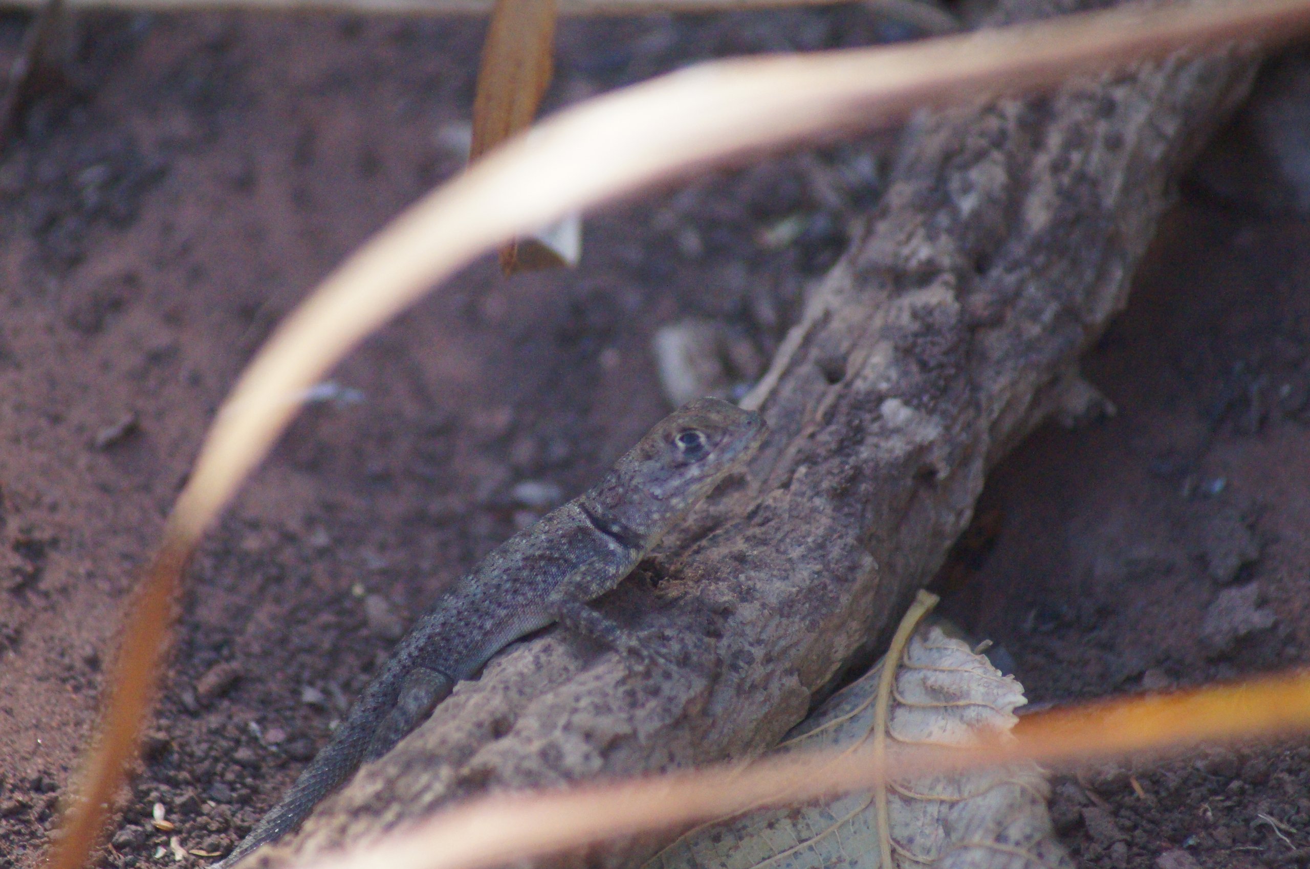 Fotografia de Lagartixa do Paxixi