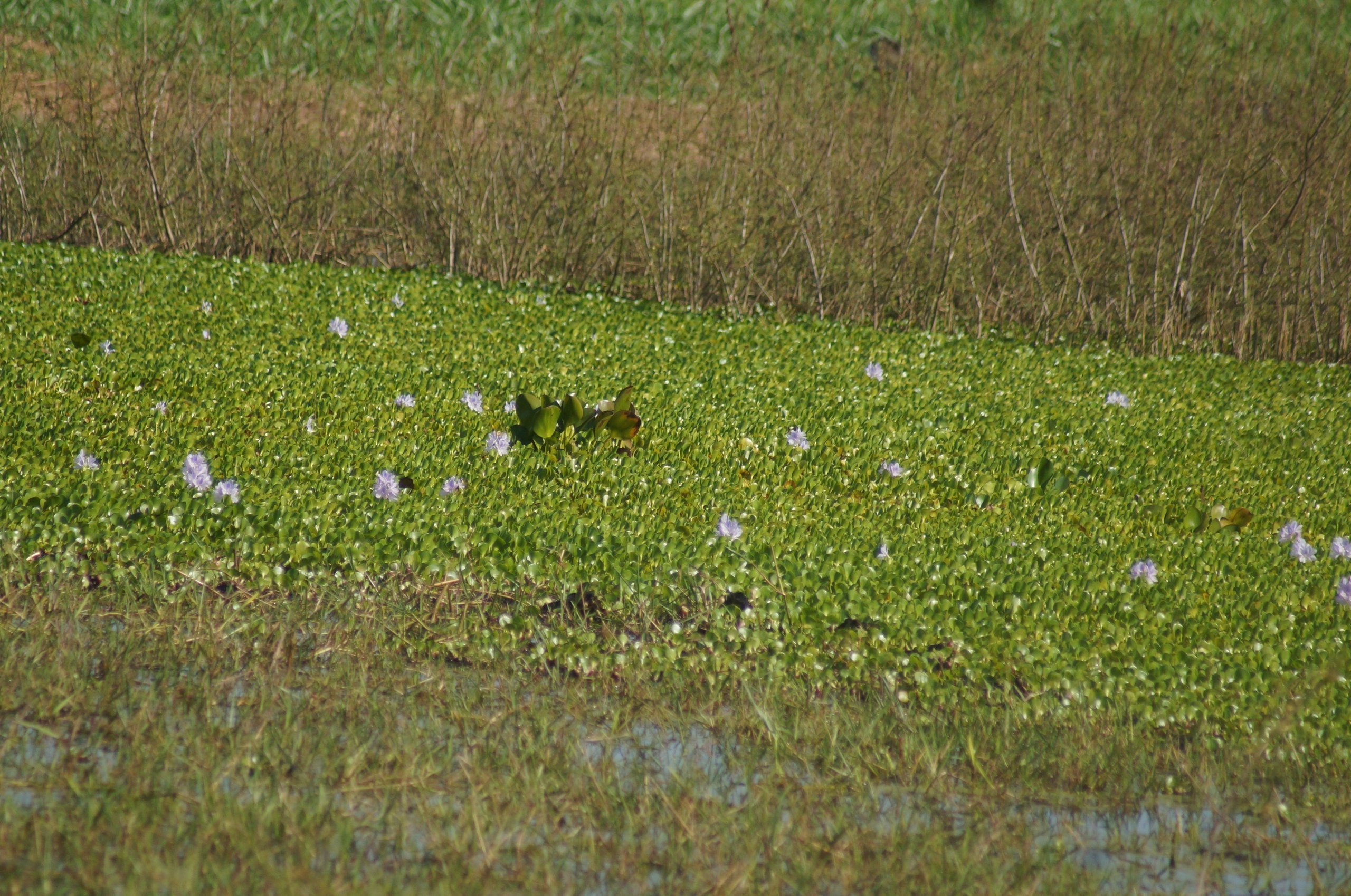 Fotografia de Aguapé