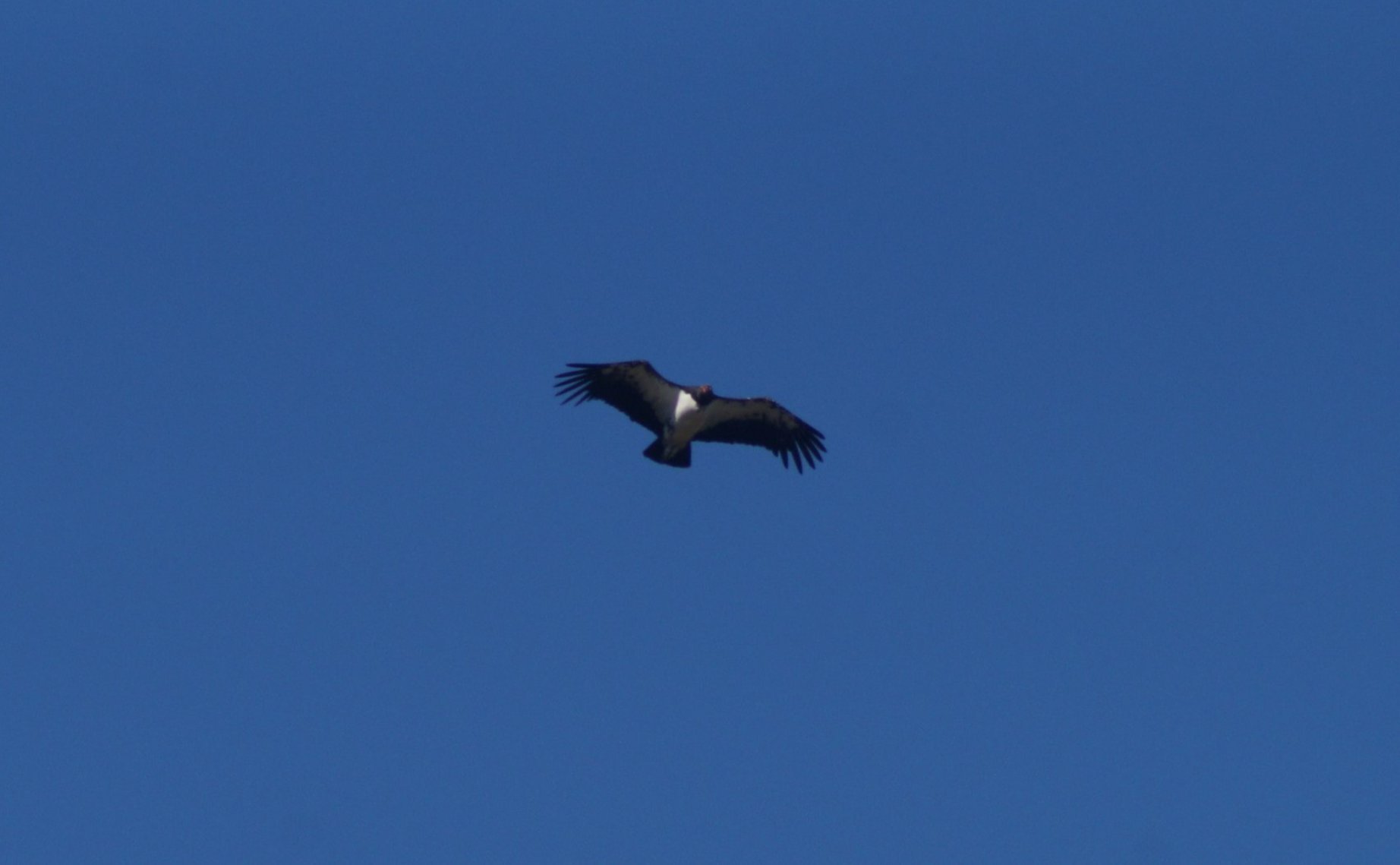 Fotografia de Urubu-rei