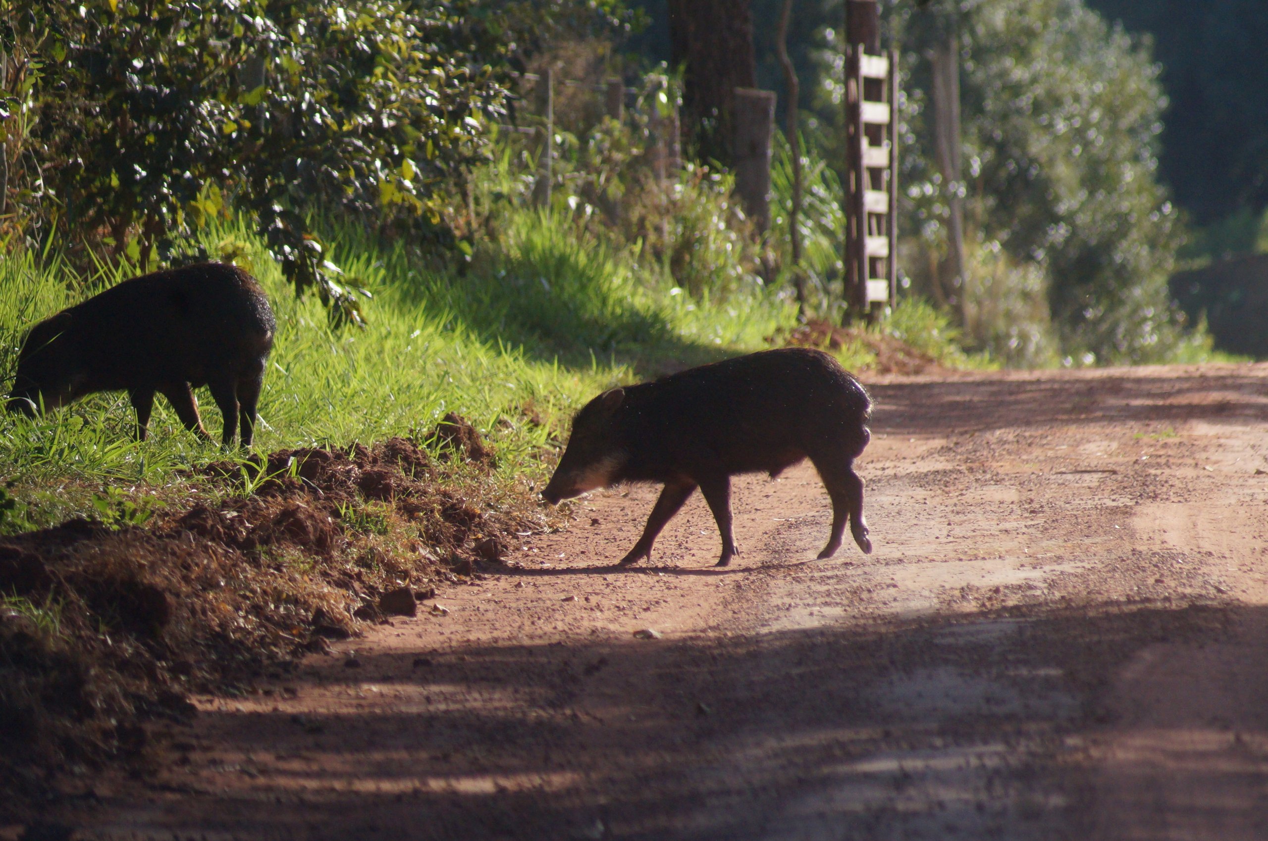 Fotografia de Queixada