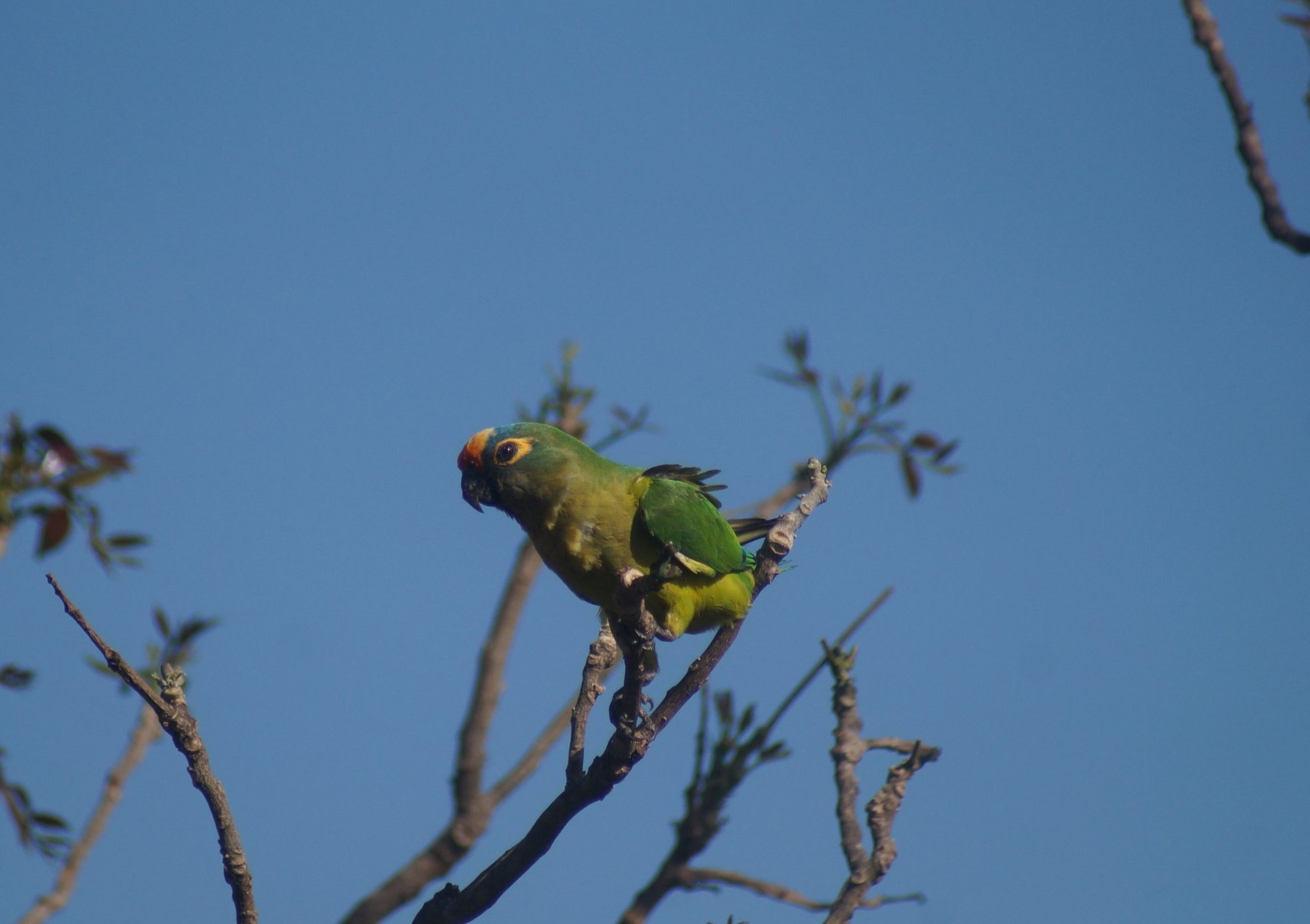 Fotografia de Periquito-rei
