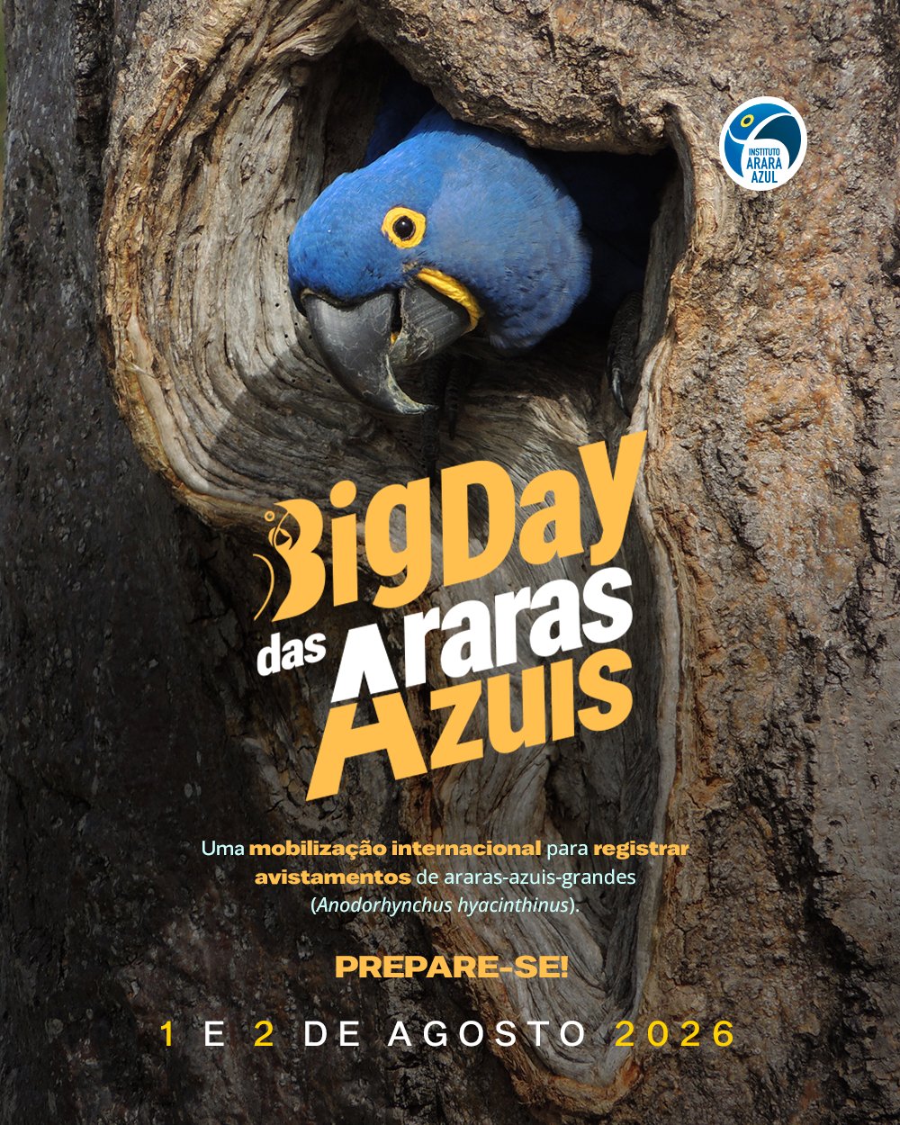 Capa: 2º Big Day das Araras-Azuis: Mobilização Internacional de Ciência Cidadã